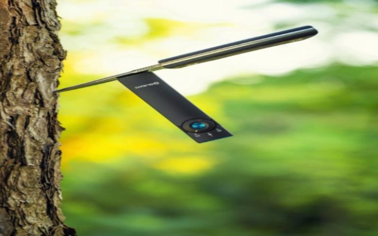 Are Laser Pointers Safe for Cats?