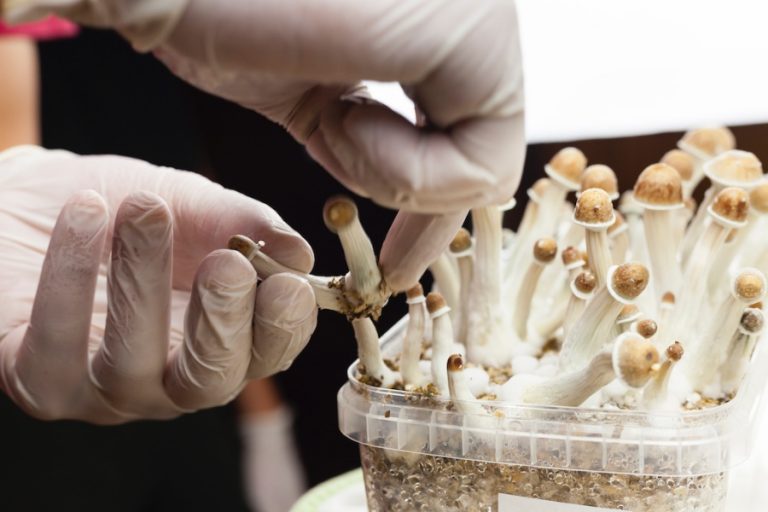 Personalized Response: Why Shrooms May Stay Longer In Some Individuals