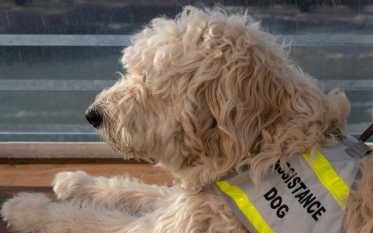 service dog with vest laying down