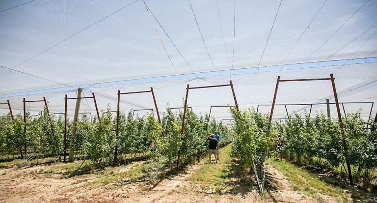 Maximizing Yield: Shade Net Kenya