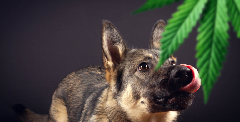 How to Safeguard Your Pet from Cannabis and Other Toxins?