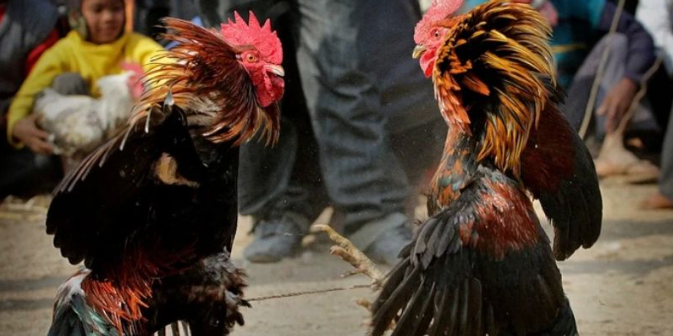 New88 traditional cockfighting – The Leading Playground For Gamers