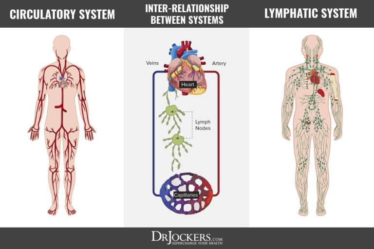 Lymphatic System: Key Functions and Health Benefits