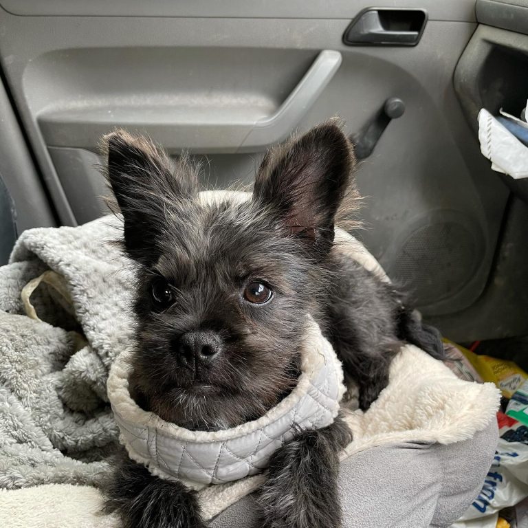 Who Is Rory St. Clair Gainer? Full Biography 2024