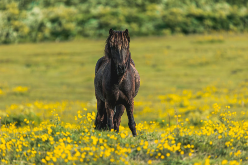 Top 6 Horse Breeding Tips for Beginners
