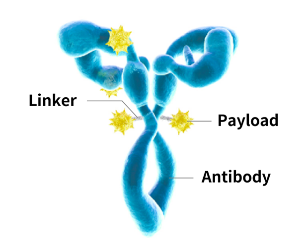Why is ADC Bioanalysis a Substantial Component in Drug Development?
