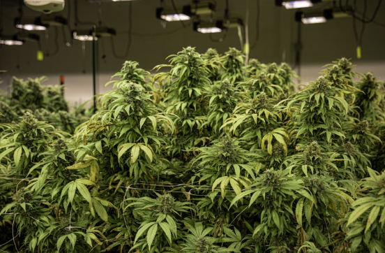 Indoor vs. Outdoor THCA Flower: What’s the Difference?