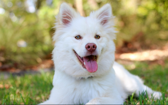 Understanding ESA Letters and PSD Letters: Everything You Need to Know