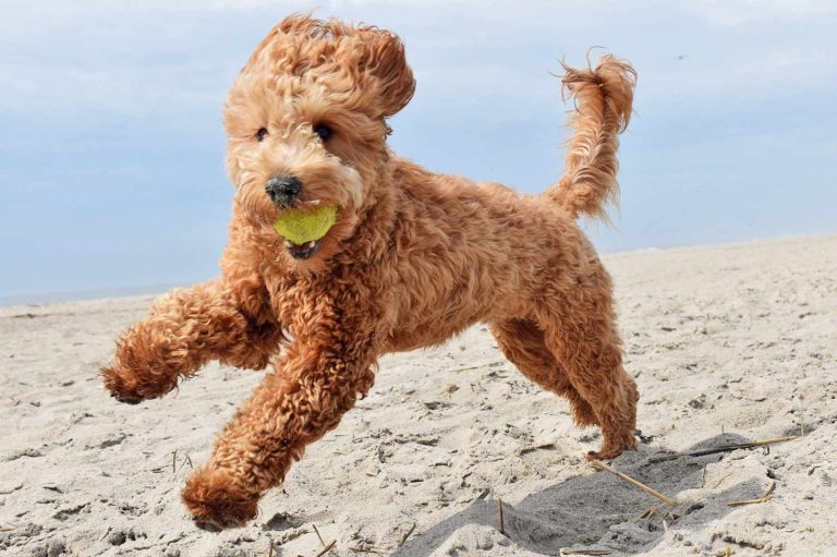 Dimensions, temperament, and tips on care for a Mini Goldendoodle Full Grown