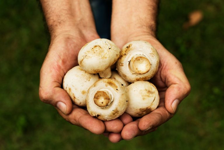 How to choose the perfect mushroom picking lorry – key tips
