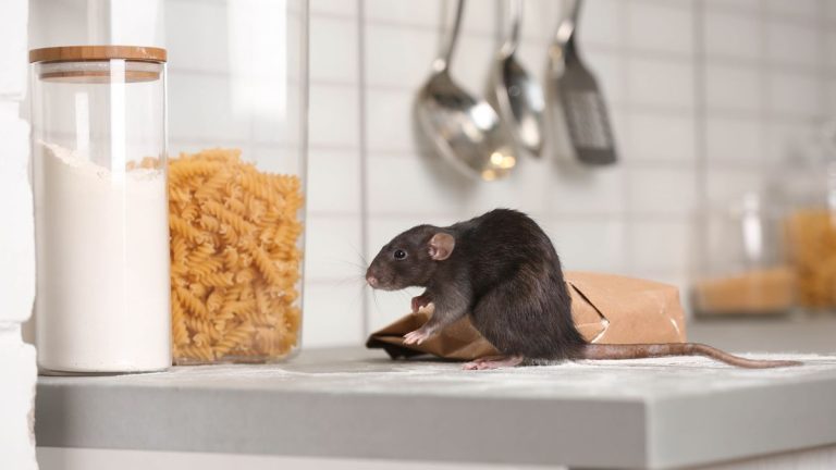 Why October is Prime Time for Rodents in Charleston, SC: How to Protect Your Home