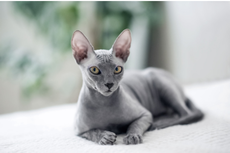 6 types of naked cats and how to care for them