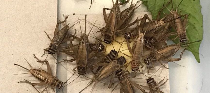 What Do Crickets Eat